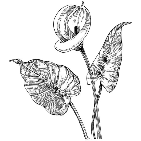 Тропическая Цветочная Кала Руки Лилия Цветочный Логотип Татуировка Подробно Линии — стоковый вектор