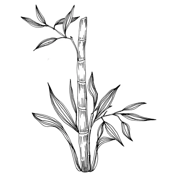 Planta Bambú Mano Dibujo Boceto Tatuaje Floral Altamente Detallado Estilo — Vector de stock