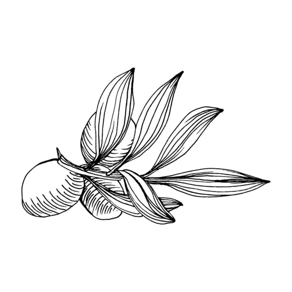 Élément Croquis Olive Branches Olivier Isolées Dessin Vectoriel Main Fleur — Image vectorielle