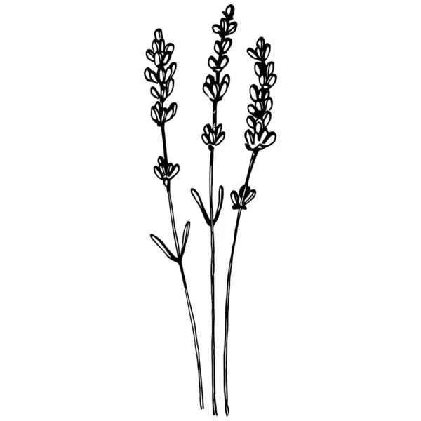 라벤더 식물학적 손으로 결혼용 및우아 잎사귀가 모노그램 무늬는 데이트 거침없는 — 스톡 벡터