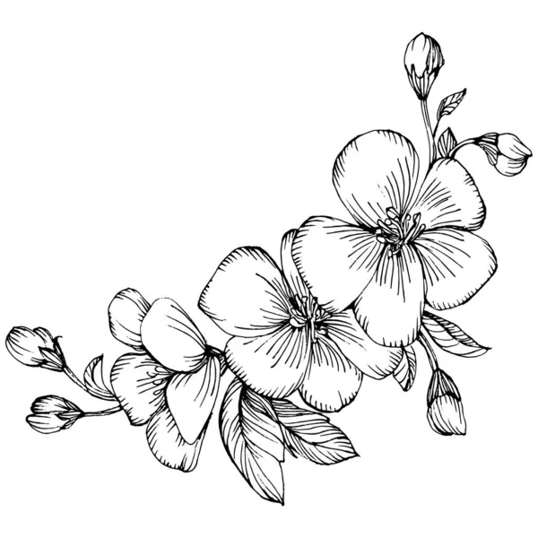 Flor Sakura Flor Botánica Floral Elemento Ilustración Aislado Dibujo Mano — Vector de stock