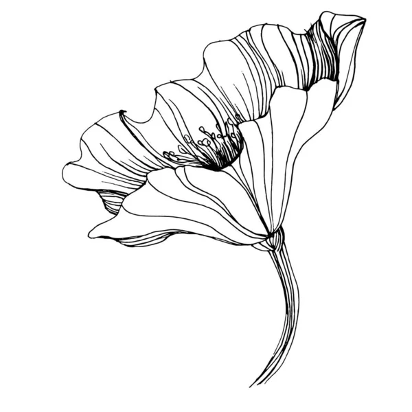 양귀비 식물학적 독자적 텍스처 프레임 테두리를 손으로 그리는 — 스톡 벡터