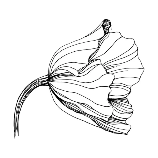 木兰花 植物植物的花 孤立的说明性元素 矢量手绘野花 用于背景 包装图案 框架或边框 — 图库矢量图片