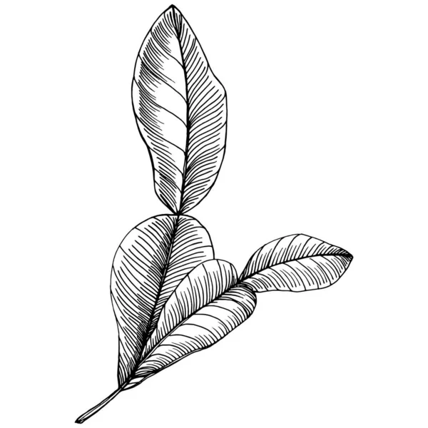 Kiwi Sketch Agrumes Décoratif Illustrations Botaniques Kiwis Dessinées Main Noir — Image vectorielle