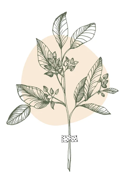 Flower Wall Art Eucalyptus Plant Foliage Nature Line Art Drawing — Stockvector