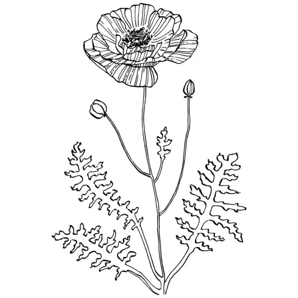 Papoilas Flor Botânica Floral Isolado Elemento Ilustração Vector Mão Desenho — Vetor de Stock