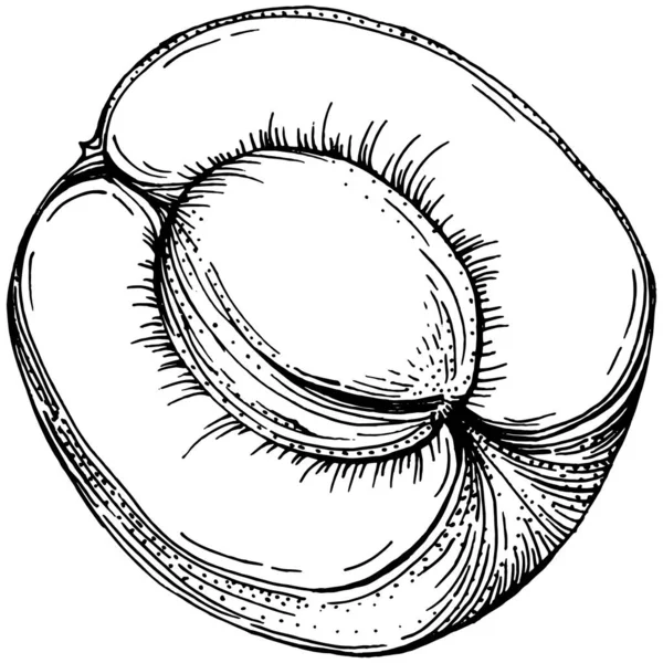 Dibujo Melocotón Vector Aislado Fruto Ilustrado Dibujado Mano Comida Verano — Archivo Imágenes Vectoriales