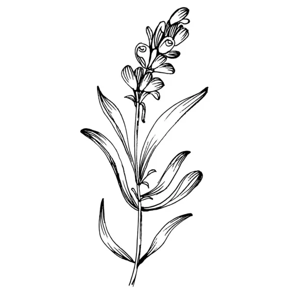 Lavender Botanical Flower Hand Drawn Design Wedding Herb Plant Monogram — Διανυσματικό Αρχείο