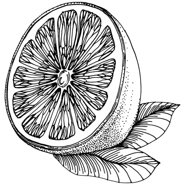 Oranje Schets Citrusvruchten Decoratief Handgetekende Oranje Botanische Illustraties Zwart Wit — Stockvector