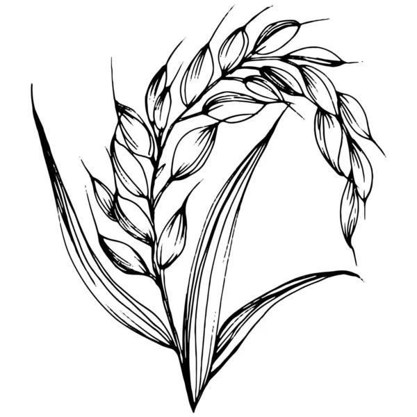 Пшеничные Уши Ручные Рисунки Гравировка Винтажной Иллюстрации Символ Защиты Безопасности — стоковый вектор