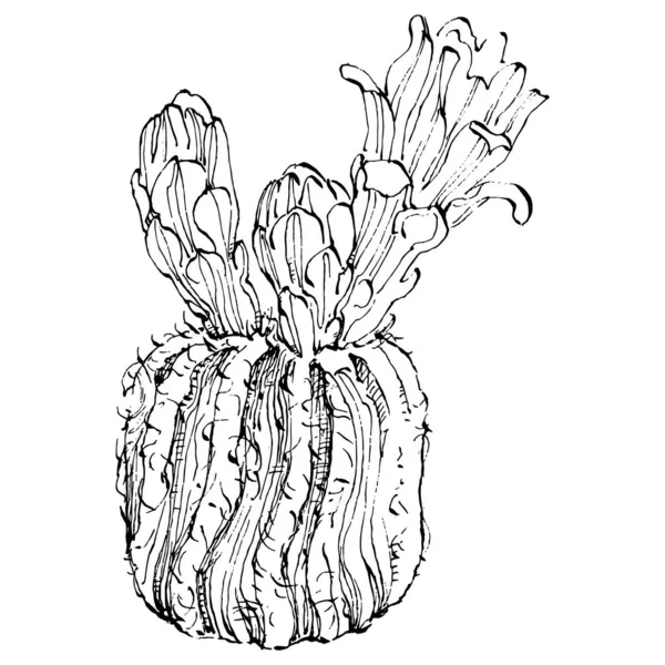 Ilustración Aislada Cactus Sobre Fondo Blanco Iconos Cactus Logotipo Elemento — Archivo Imágenes Vectoriales