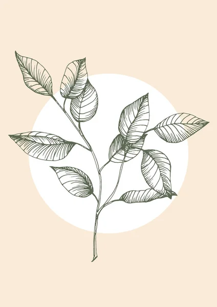 Blumenwand Kunst Eukalyptuspflanze Blattwerk Der Natur Linienzeichnung Mit Abstrakter Form — Stockvektor