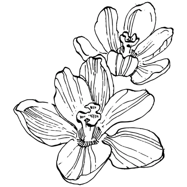 Crocus Flower Vector Schizzo Illustrazione Isolata Sfondo Bianco Linea Zafferano — Vettoriale Stock