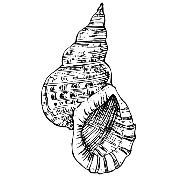Hand Drawn Ocean Shells Isolated Black White Illustration - Stok Vektor