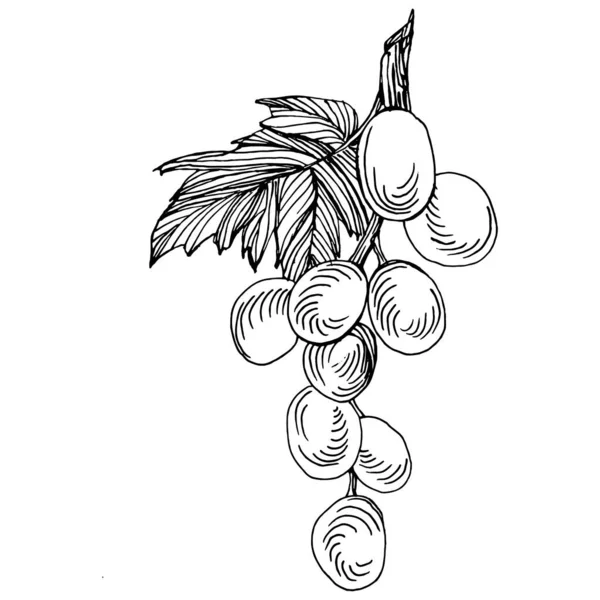 Elle Çizilmiş Üzüm Çizimi Şarap Asması Ana Hatları Yaprakları Böğürtlenleri — Stok Vektör