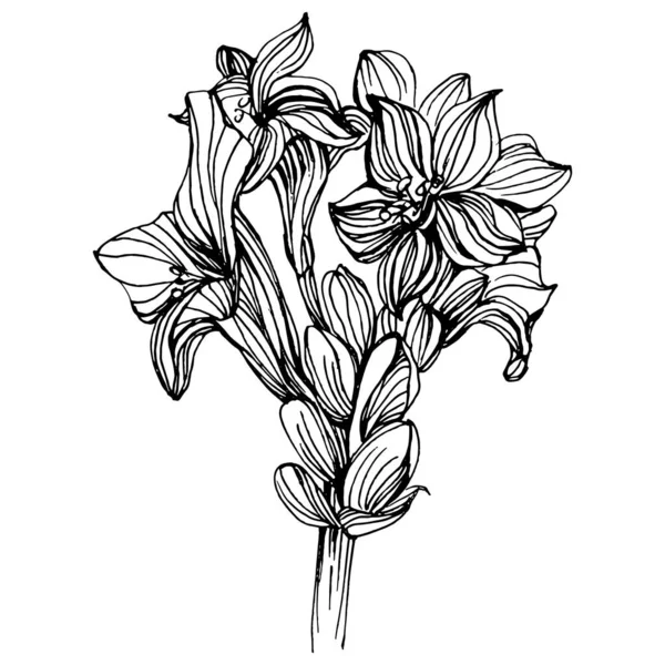 Lavanta Çiçeği Çiçekli Botanik Çiçeği Zole Illüstrasyon Elementi Arkaplan Doku — Stok Vektör