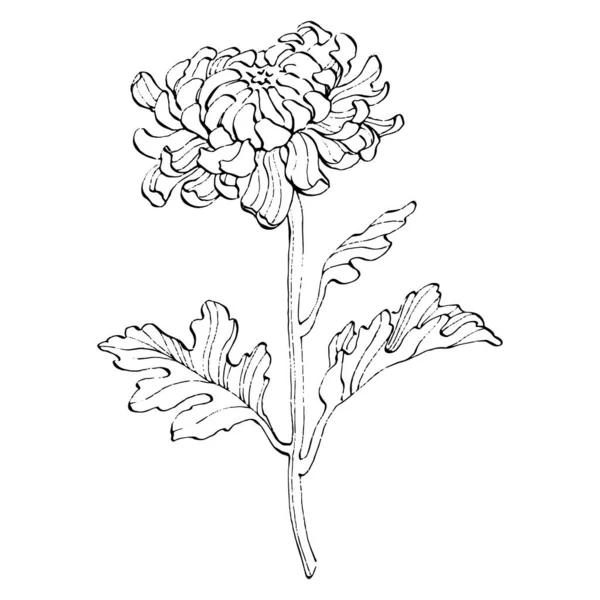 Chrysanthème Main Tatouage Floral Très Détaillé Dans Style Line Art — Image vectorielle