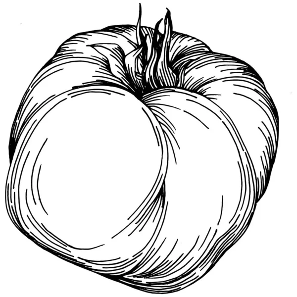 Elementi Isolati Pomodoro Illustrazione Del Vettore Schizzo Delle Verdure Stile — Vettoriale Stock
