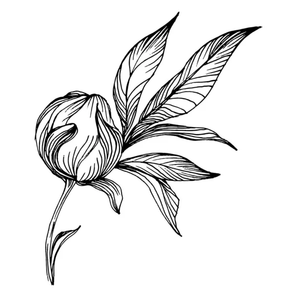 Пионский Цветок Цветочные Весенние Ботанические Пионы Изолированный Элемент Иллюстрации Векторный — стоковый вектор