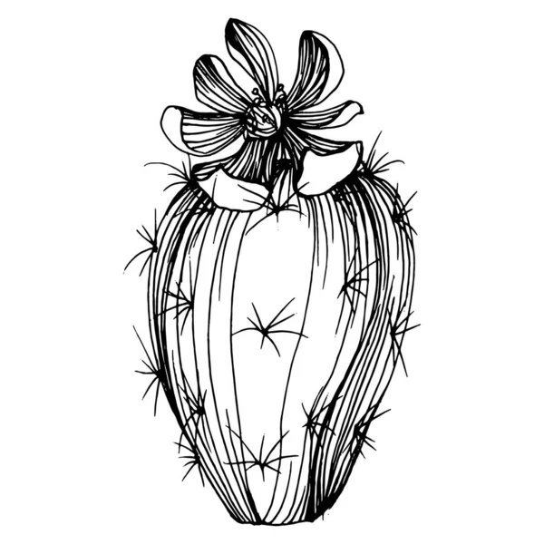 Logo Için Kaktüs Eskizi Çiçekli Sulu Bitkiler Sanat Tarzında Detaylandırılmış — Stok Vektör