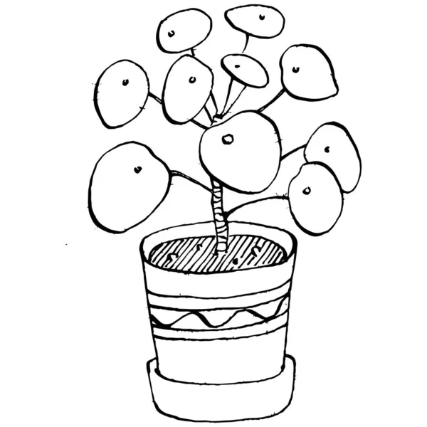 Home Plant Pots Sketch Outline Drawing Isolated Illustration Growing Flowers — Stock Vector