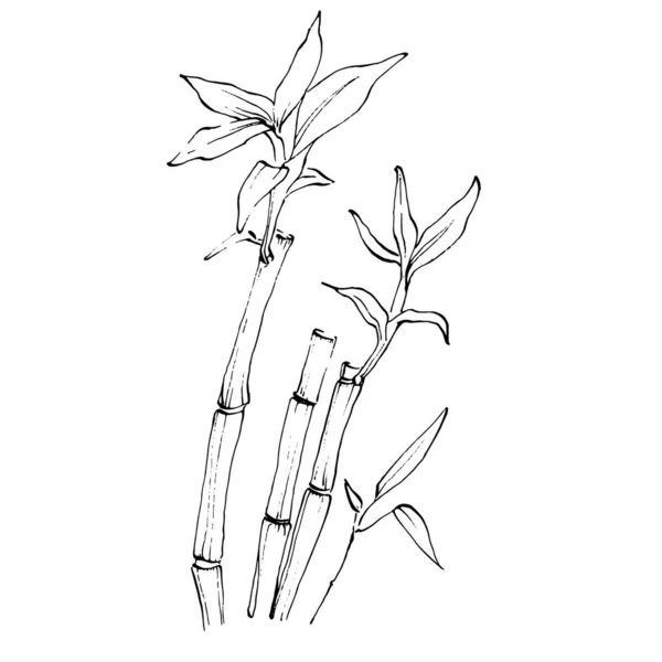 手描きのスケッチで竹の植物 花の入れ墨は ラインアートスタイルで非常に詳細です 白を基調とした黒と白のクリップアート アンティークヴィンテージの彫刻イラスト — ストックベクタ