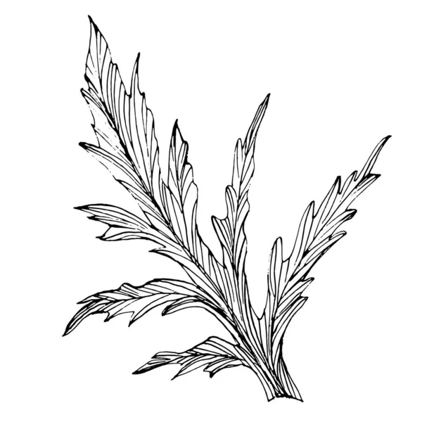 马奎斯花 肉豆蔻花植物花 孤立的说明性元素 矢量手绘野花 用于背景 包装图案 框架或边框 — 图库矢量图片