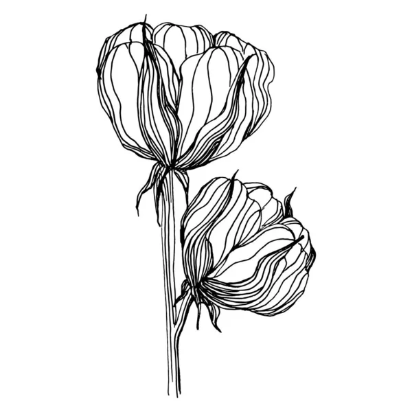 Flor Algodão Floral Flor Botânica Isolado Elemento Ilustração Vector Mão — Vetor de Stock