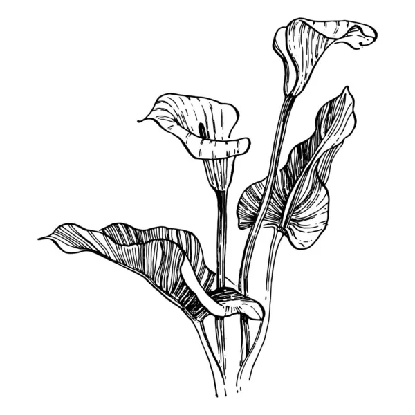 Τροπικό Λουλούδι Calla Χέρι Σχέδιο Lilium Floral Λογότυπο Τατουάζ Ιδιαίτερα — Διανυσματικό Αρχείο