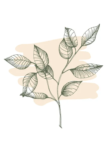 Flower Wall Art Eucalyptus Plant Foliage Nature Line Art Drawing — 图库矢量图片