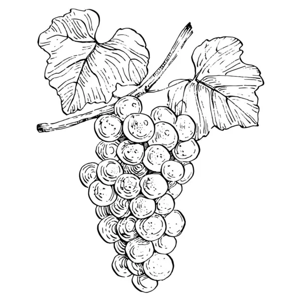 Croquis Raisins Dessinés Main Vigne Vin Gros Plan Contour Feuilles — Image vectorielle