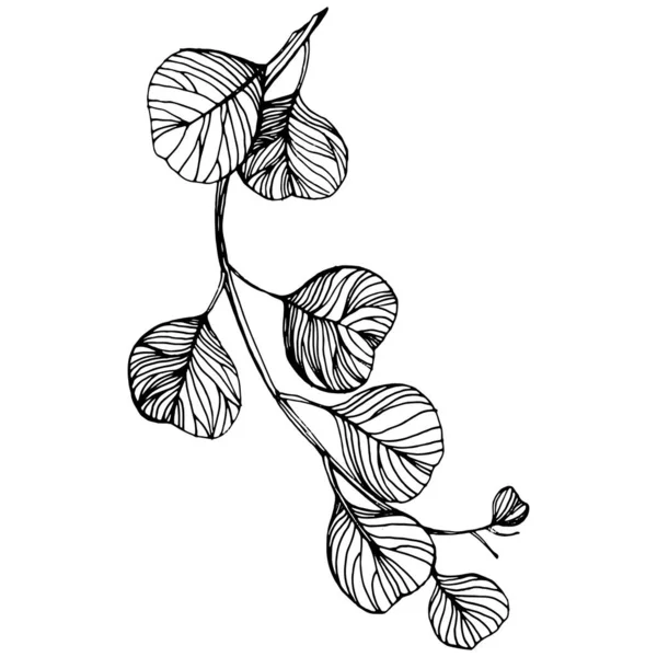 Eucalyptus Vertrekt Bloemen Botanische Bloem Geïsoleerd Illustratie Element Vector Hand — Stockvector