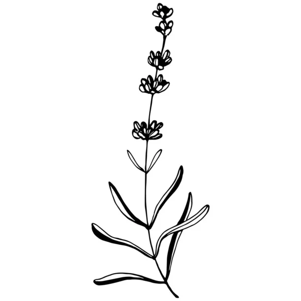 Flor Botánica Lavanda Diseño Dibujado Mano Hierba Boda Planta Monograma — Vector de stock