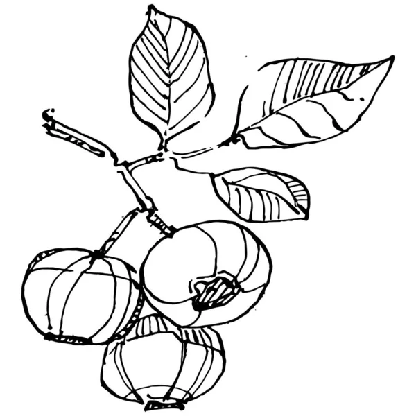 Черничный Ручной Рисунок Винтажных Клипов Логотип Ягод Татуировка Детализированы Линии — стоковый вектор