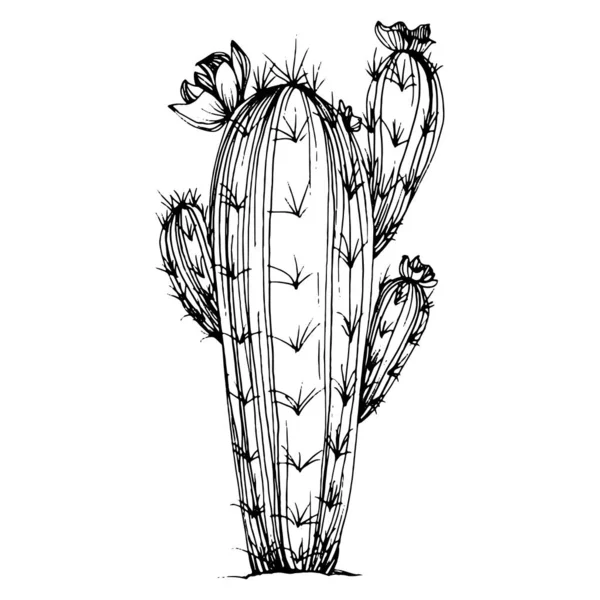 Cactus Esboço Para Logotipo Plantas Suculentas Florais Tatuagem Altamente Detalhada — Vetor de Stock