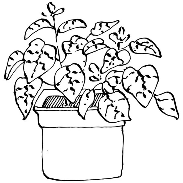 ポットスケッチのホームプラント 概要インテリアやオフィスの装飾のためのハンギングプラントで成長する花の分離図を描く 庭の花のベクトル — ストックベクタ