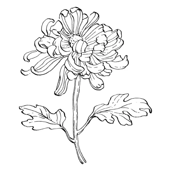 Chrysant Met Hand Tekenen Bloemen Tatoeage Zeer Gedetailleerd Lijn Kunst — Stockvector