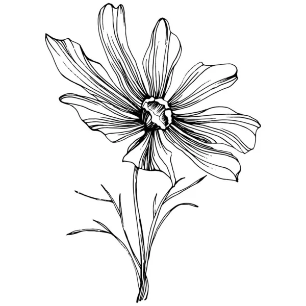 手描きでコスモスの花 コスモスの花のロゴやタトゥーは ラインアートスタイルで非常に詳細です 黒と白のクリップアートは孤立した エンブレムのためのアンティークヴィンテージ彫刻イラスト 漢方薬 — ストックベクタ