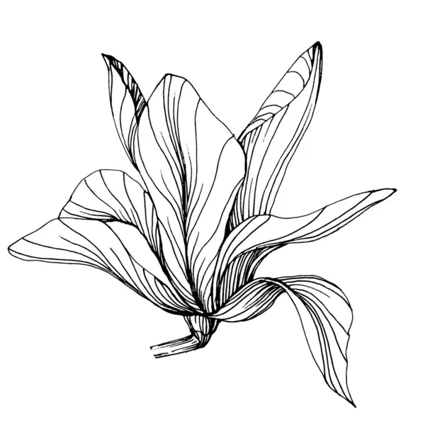 Fleur Magnolia Fleur Botanique Florale Élément Illustration Isolé Dessin Vectoriel — Image vectorielle