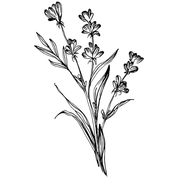 Fleur Lavande Fleur Botanique Florale Élément Illustration Isolé Dessin Vectoriel — Image vectorielle