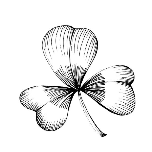 Shamrock Klaver Bloemen Botanische Bloem Geïsoleerd Illustratie Element Vector Hand — Stockvector