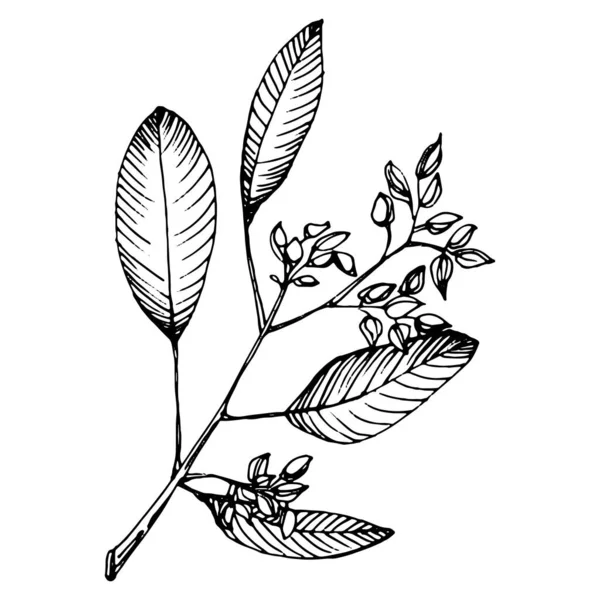 ユーカリの葉 花の植物の花 孤立したイラスト要素 テクスチャ ラッパーパターン フレームまたは境界線のためのベクトル手描きの野花 — ストックベクタ