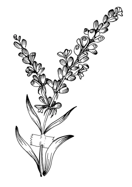 Сучасне Мистецтво Лаванди Квіткові Плакати Модних Кольорах Абстрактний Малюнок Рук — стоковий вектор