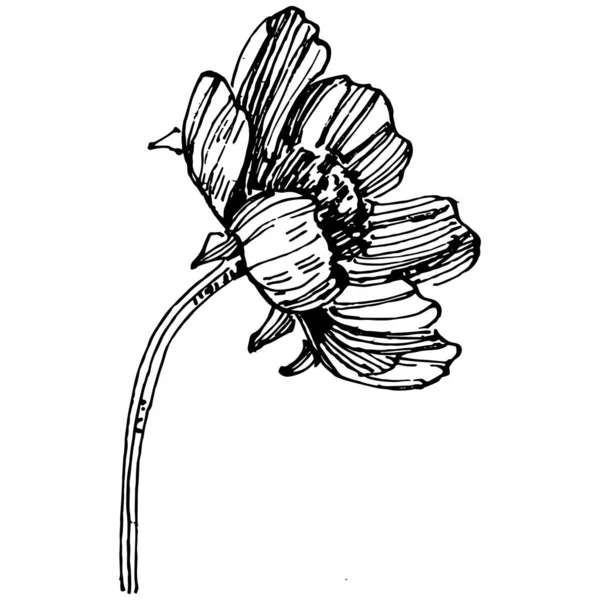 Kozmos Çizimiyle Çiçek Açar Kozmos Çiçeği Logosu Sanat Tarzında Detaylı — Stok Vektör