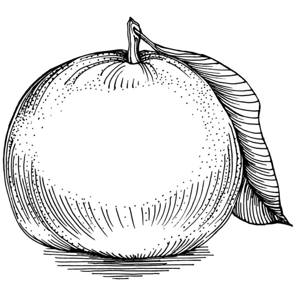 Mandarínský Skicový Vektor Izolován Ručně Kreslené Ilustrační Ovoce Letní Jídlo — Stockový vektor