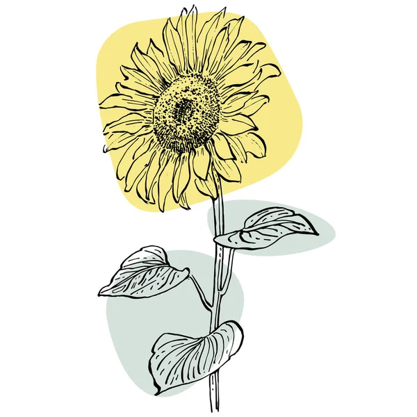Seni Kontemporer Flora Poster Bunga Matahari Dengan Warna Trendi Tangan - Stok Vektor