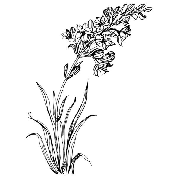 라벤더 식물학적 독자적 텍스처 프레임 테두리를 손으로 그리는 — 스톡 벡터