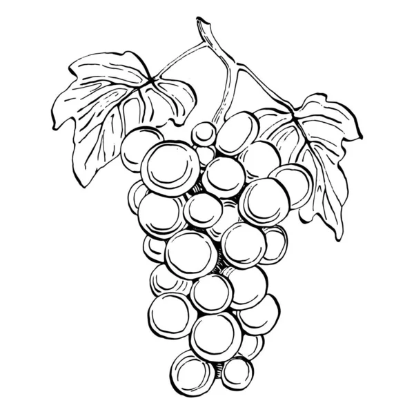 Hand Drawn Grapes Sketch Wine Vine Close Outline Leaves Berries — Stock Vector