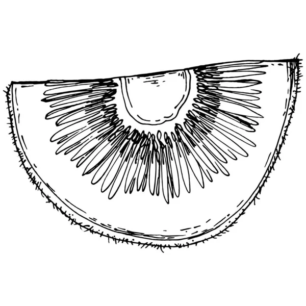 Kiwi Sketch Cítricos Decorativos Frutas Ilustraciones Botánicas Kiwi Dibujadas Mano — Archivo Imágenes Vectoriales