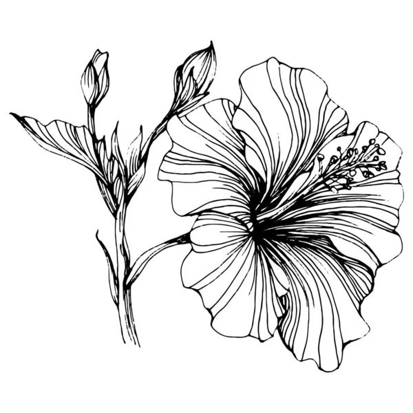 Άνθος Ιβίσκου Φυτικό Βοτανικό Μεμονωμένο Στοιχείο Απεικόνισης Διάνυσμα Χέρι Σχέδιο — Διανυσματικό Αρχείο